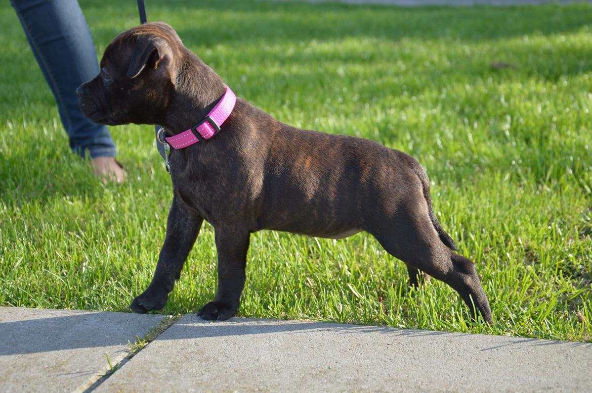 Staffordshire bull terrier Oijo - 8½ uge og ude for at undersøge mit nye hjem billede 40