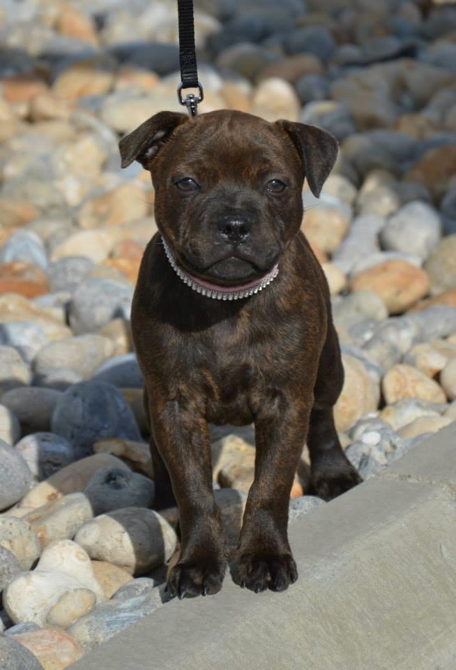 Staffordshire bull terrier Oijo - 9 uger :-) billede 38