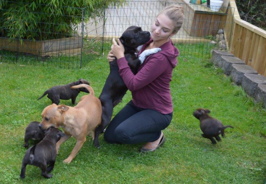 Staffordshire bull terrier Oijo - Oijo med både mor, mormor og alle søskende <3 billede 42