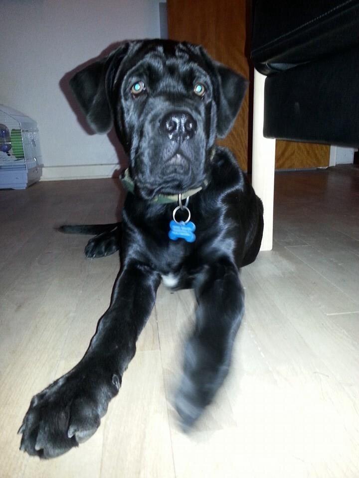 Blanding af racer Odin billede 1