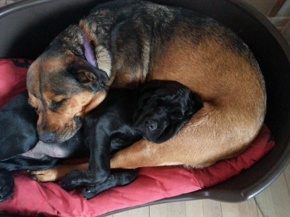 Blanding af racer Odin billede 2