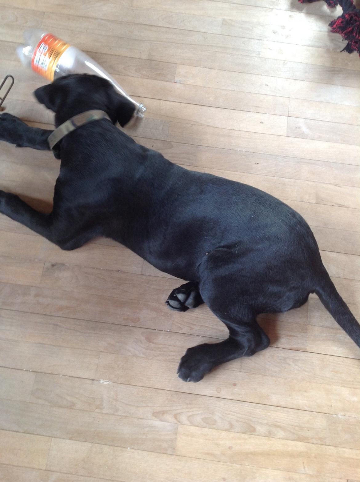 Blanding af racer Odin billede 3