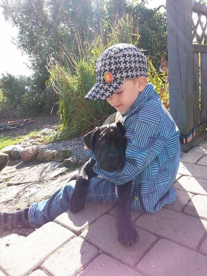 Blanding af racer Odin billede 4