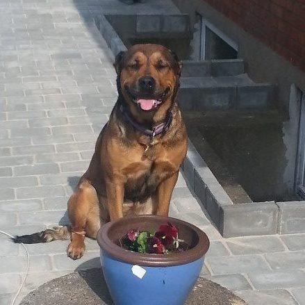 Blanding af racer Neela RIP?? billede 6