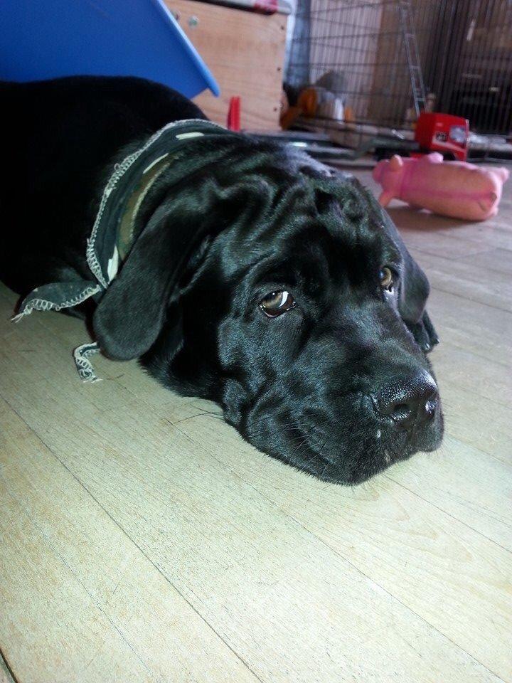 Blanding af racer Odin billede 6