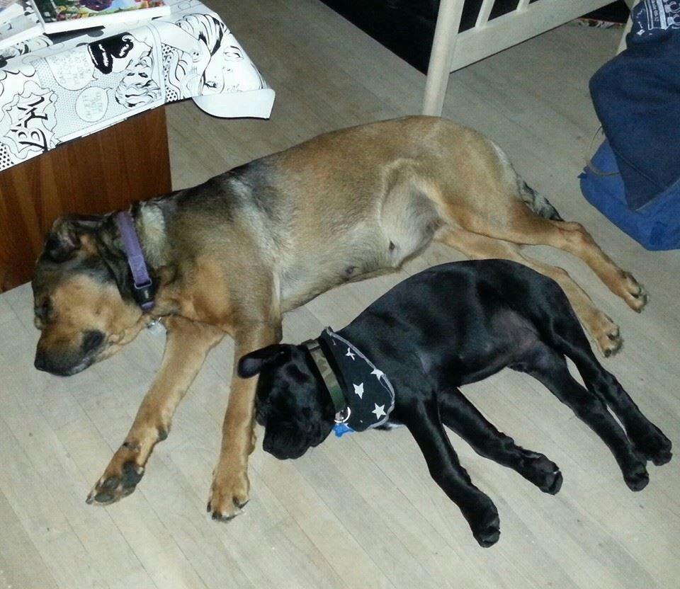 Blanding af racer Odin billede 7