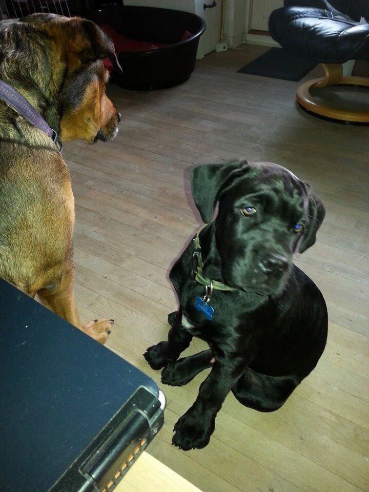 Blanding af racer Odin billede 5