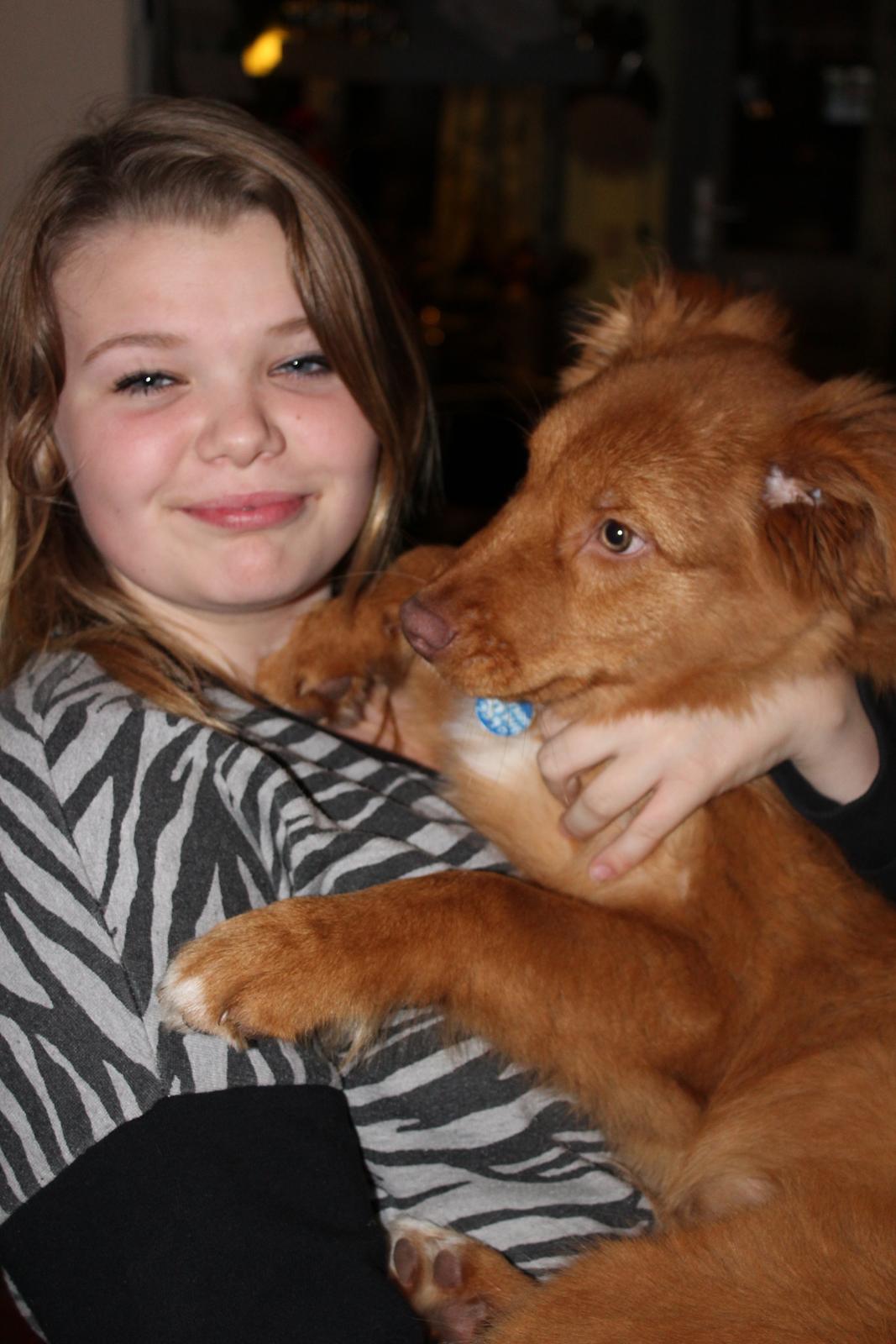 Nova scotia duck tolling retriever Maiko billede 2