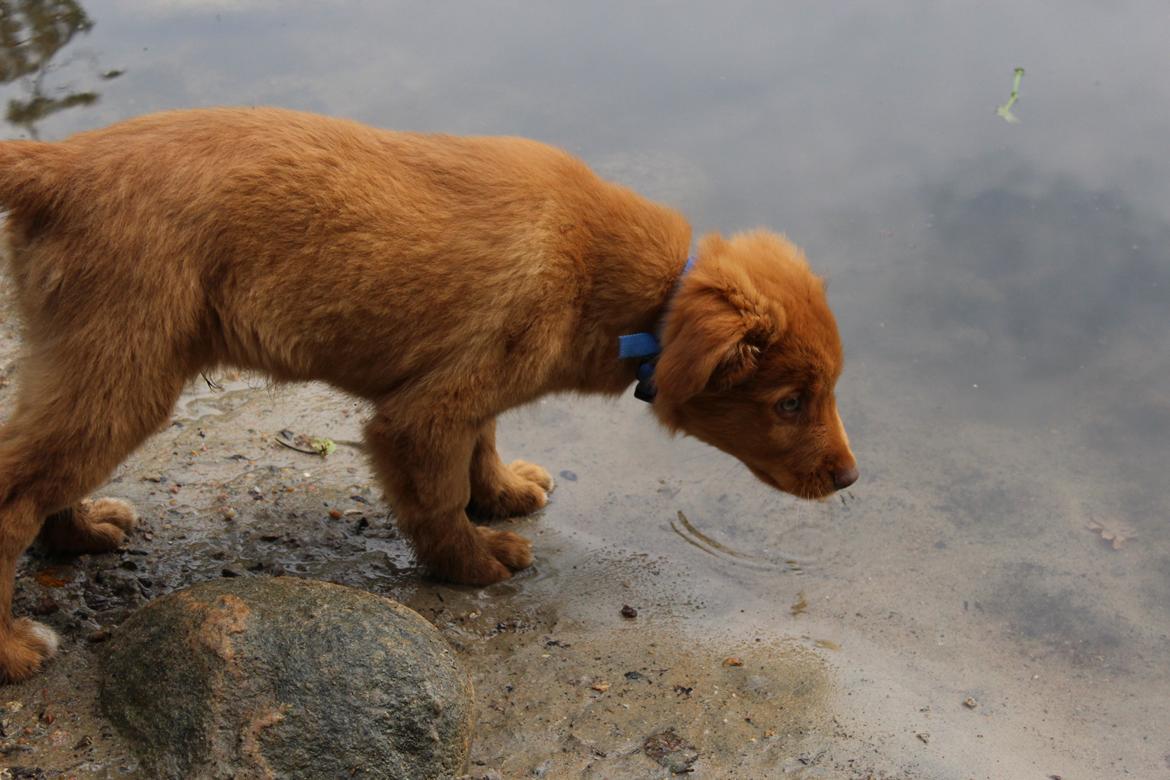 Nova scotia duck tolling retriever Maiko billede 22