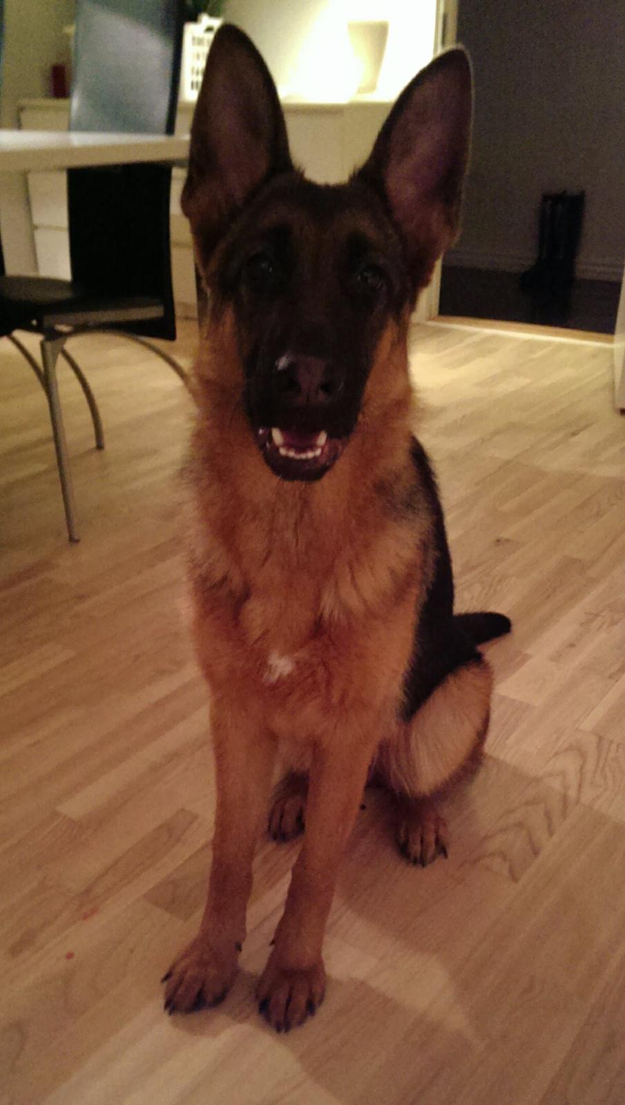 Schæferhund Wildmarkens Kenya billede 3