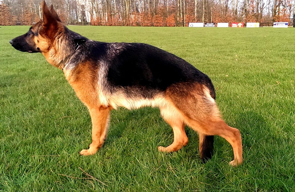 Schæferhund Wildmarkens Kenya billede 4