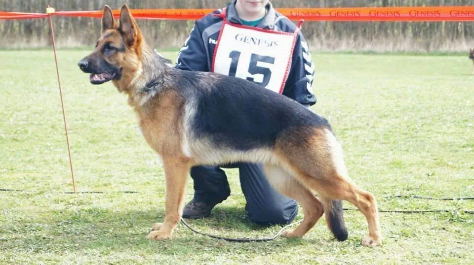 Schæferhund Wildmarkens Kenya billede 6