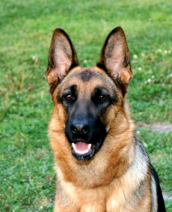 Schæferhund Wildmarkens Kenya billede 5