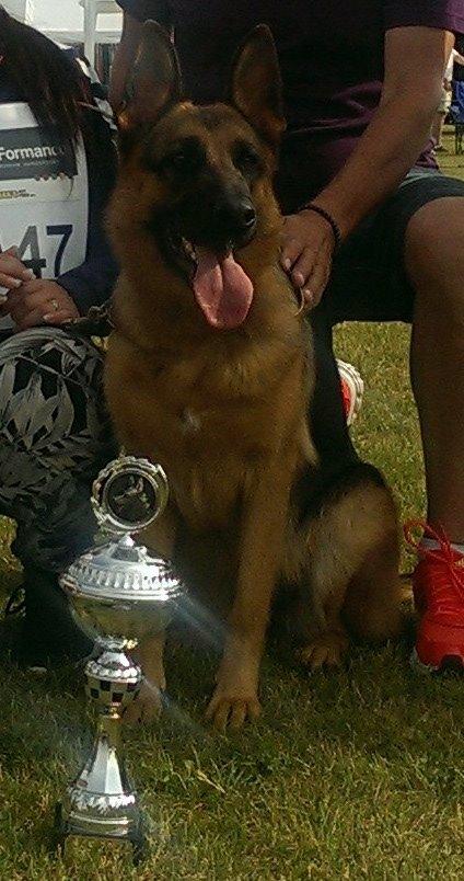 Schæferhund Wildmarkens Kenya billede 10