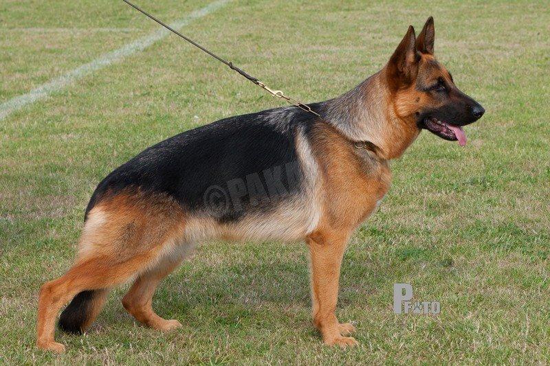 Schæferhund Wildmarkens Kenya billede 11