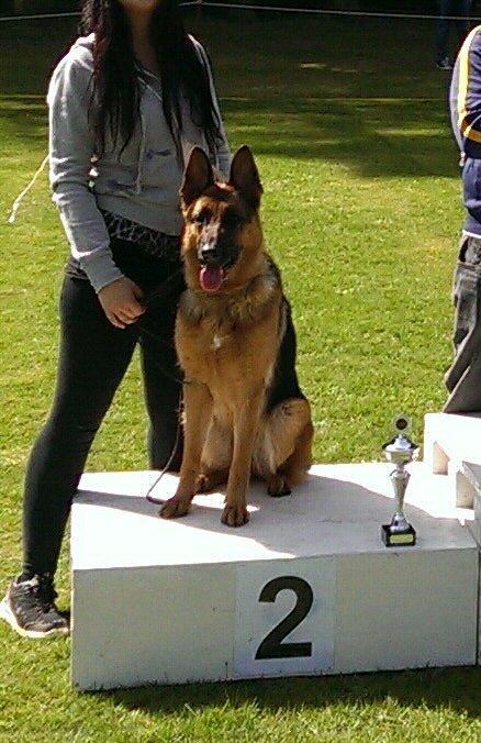 Schæferhund Wildmarkens Kenya billede 12