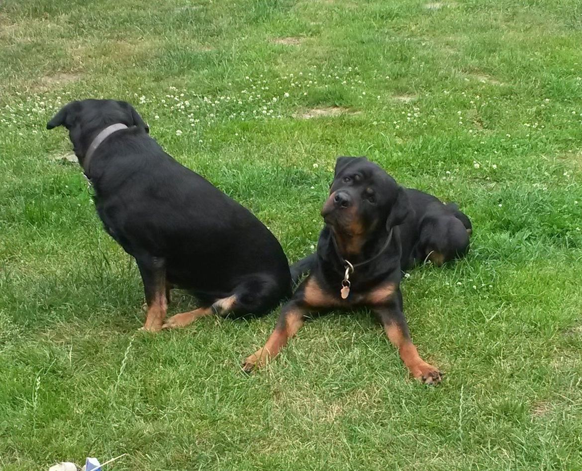 Rottweiler Samson billede 11