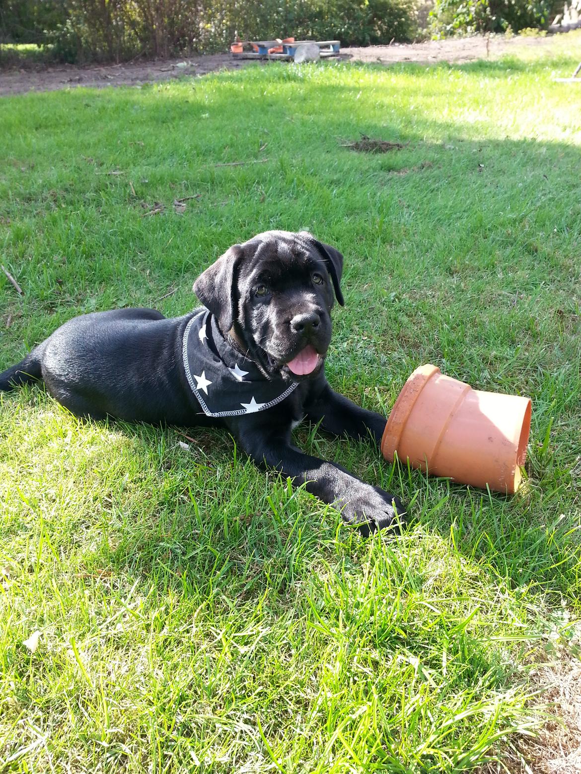 Blanding af racer Odin billede 8