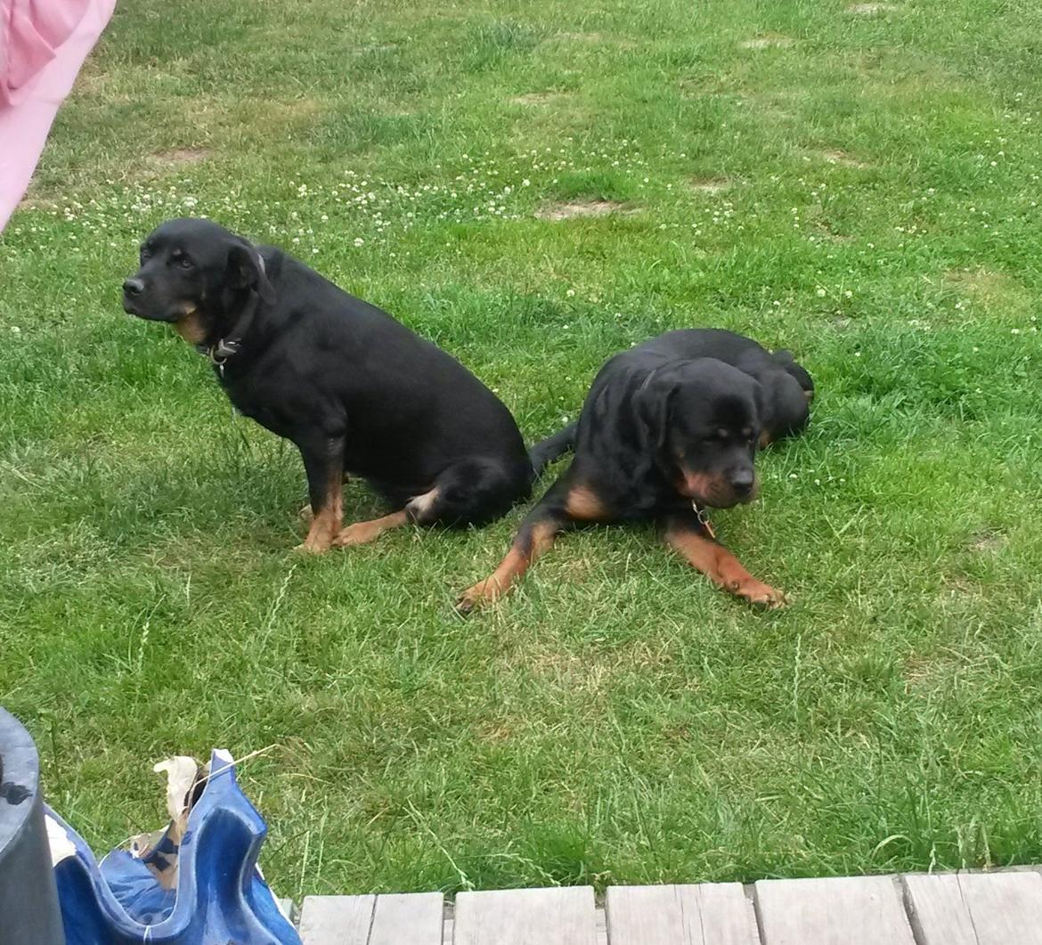 Blanding af racer Bella Rottweiler/Labrador billede 2