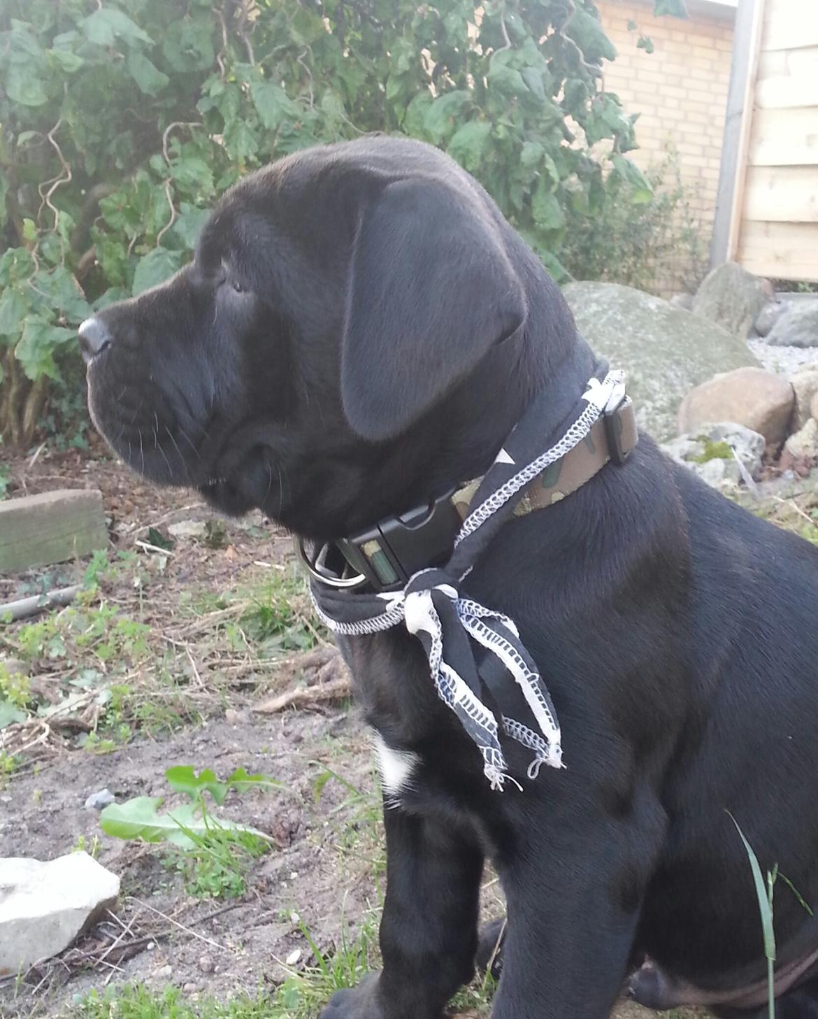 Blanding af racer Odin billede 9