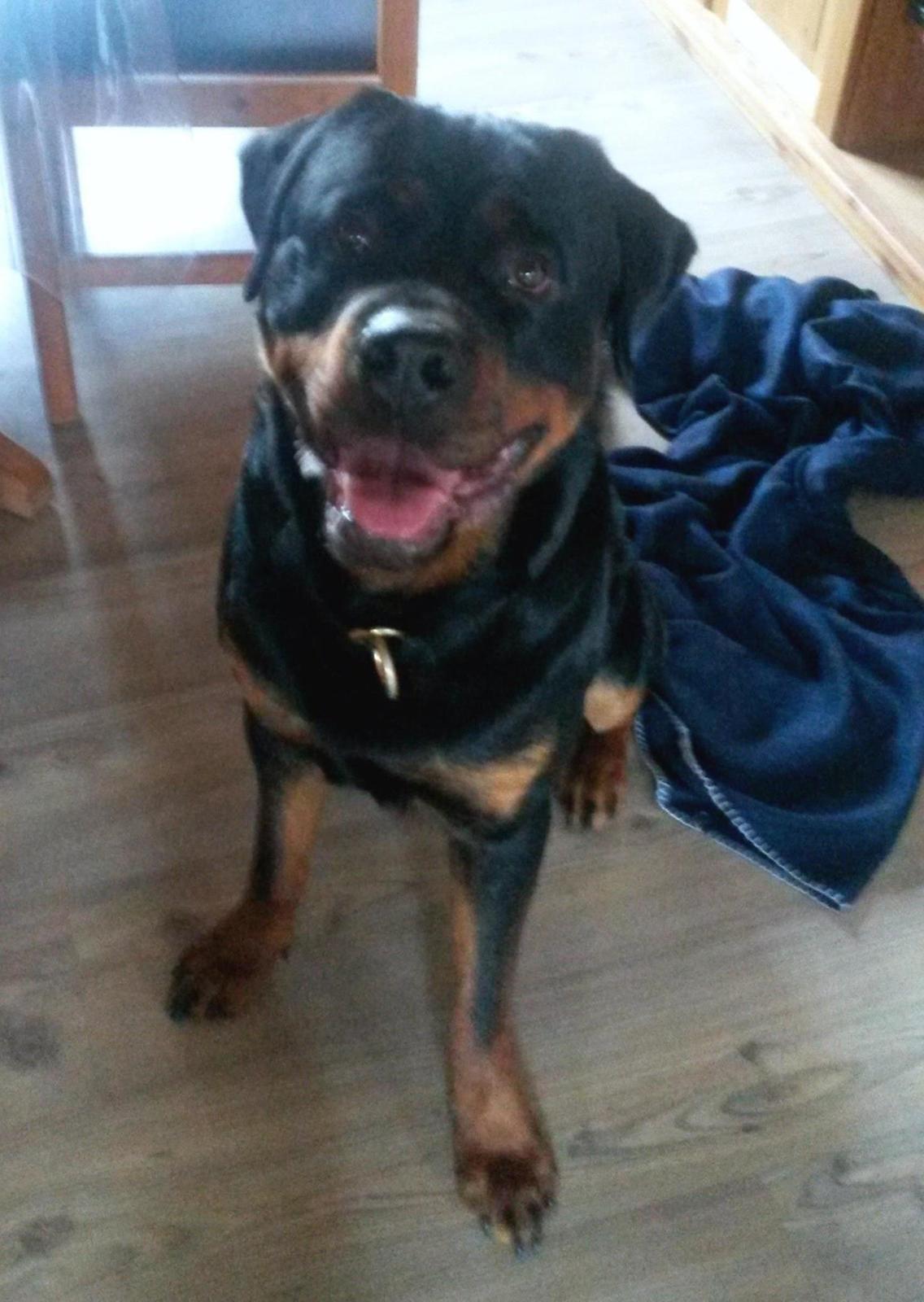 Rottweiler Samson billede 9