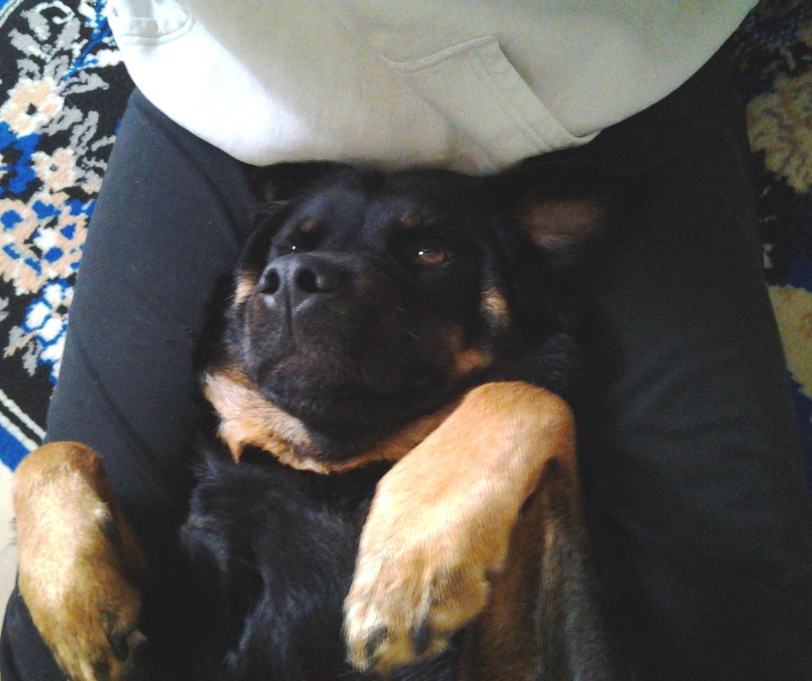 Blanding af racer Bella Rottweiler/Labrador billede 10