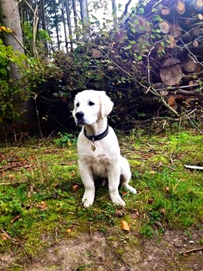 Golden retriever Golden Supreme Chasing Tails "BISCUIT" Aka Max - Hareskoven *Oktober 2014* billede 2