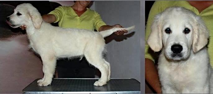 Golden retriever Golden Supreme Chasing Tails "BISCUIT" Aka Max - Billede fra opdrætter billede 13
