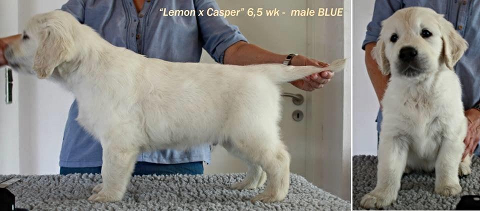 Golden retriever Golden Supreme Chasing Tails "BISCUIT" Aka Max billede 14