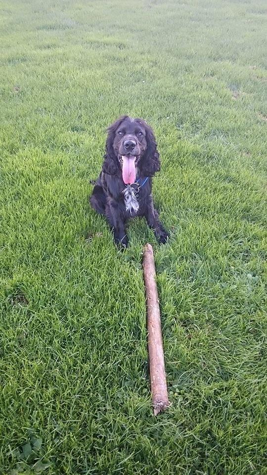 Cocker spaniel Koma billede 23