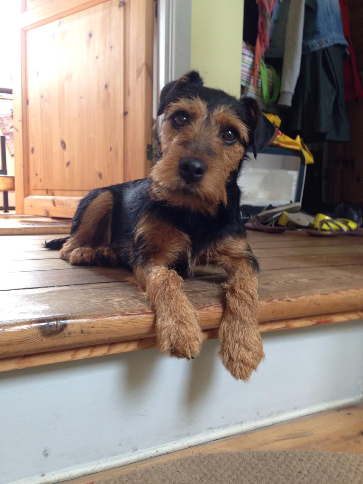 Tysk jagtterrier Emma billede 1