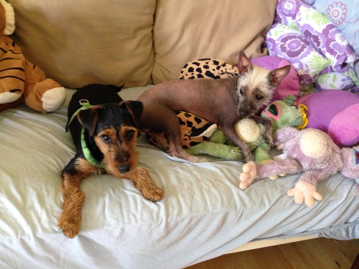 Tysk jagtterrier Emma billede 2