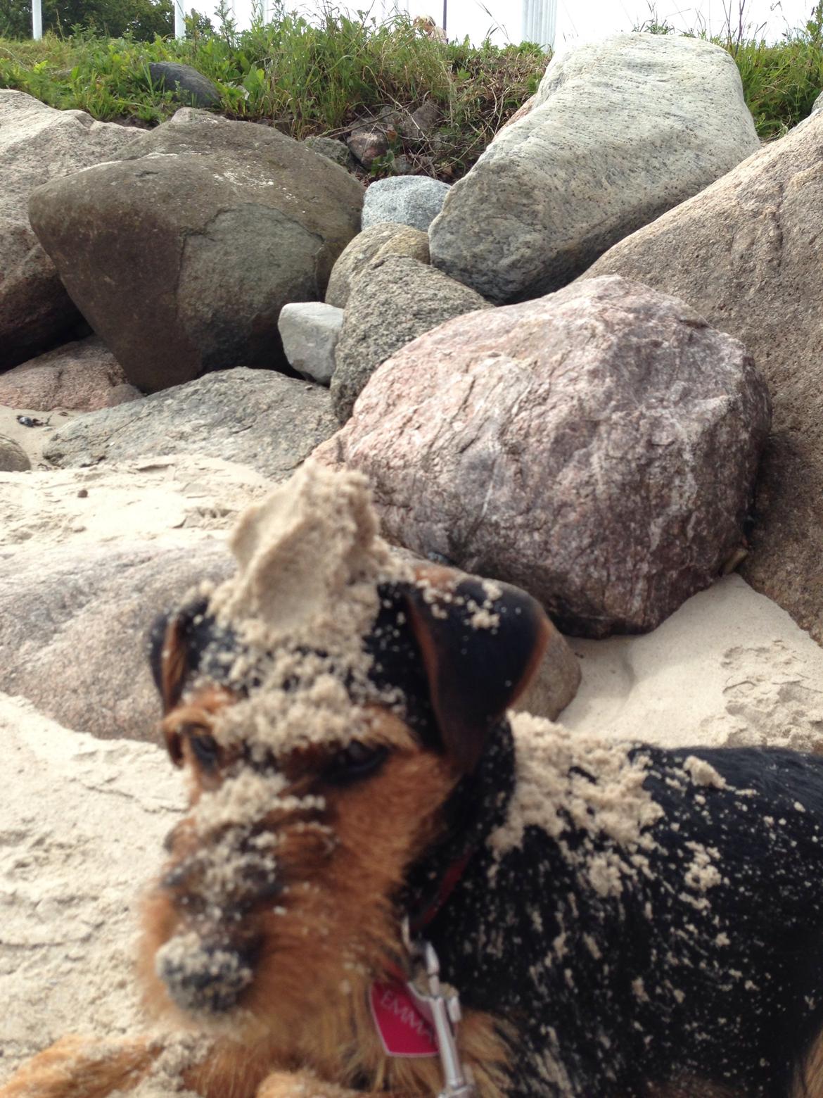 Tysk jagtterrier Emma billede 3