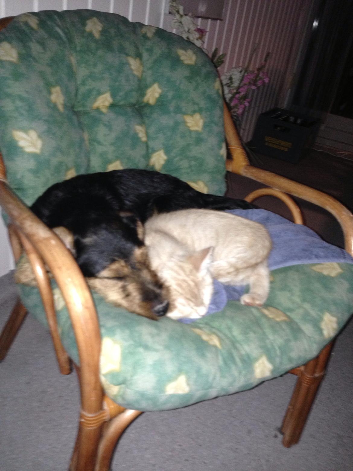 Tysk jagtterrier Emma billede 4