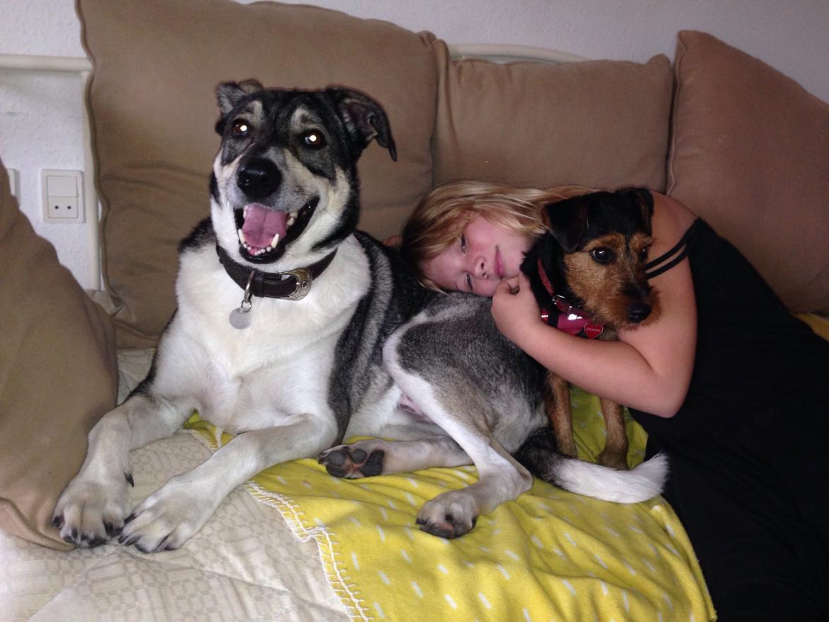 Tysk jagtterrier Emma billede 5