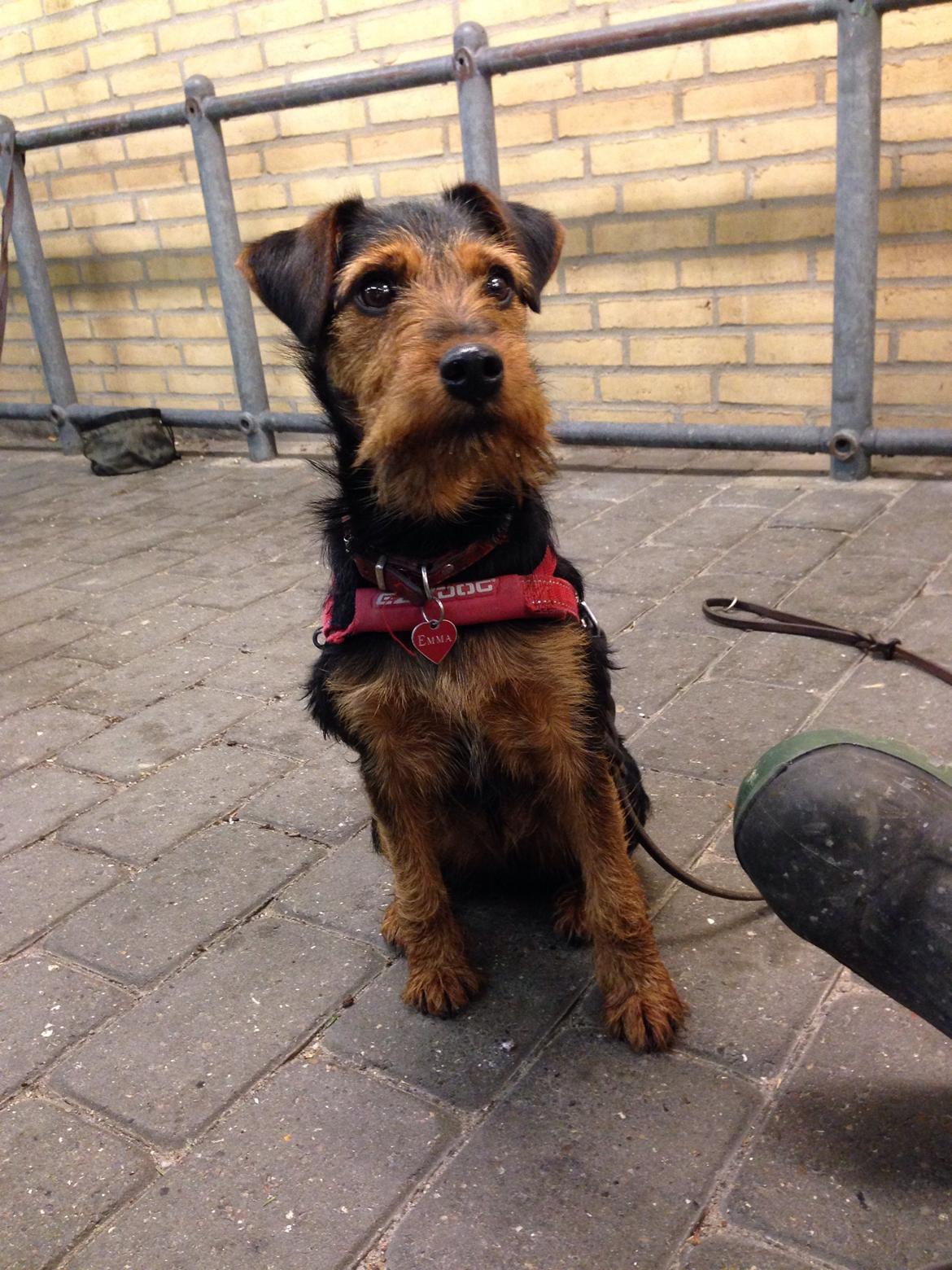 Tysk jagtterrier Emma billede 6