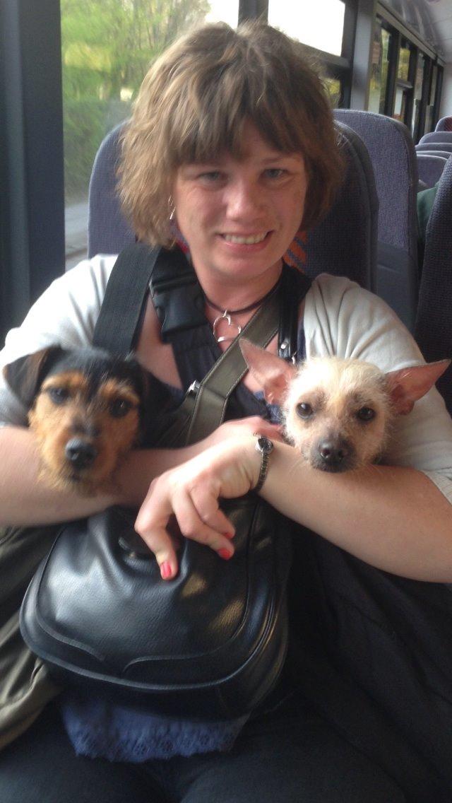 Tysk jagtterrier Emma billede 7