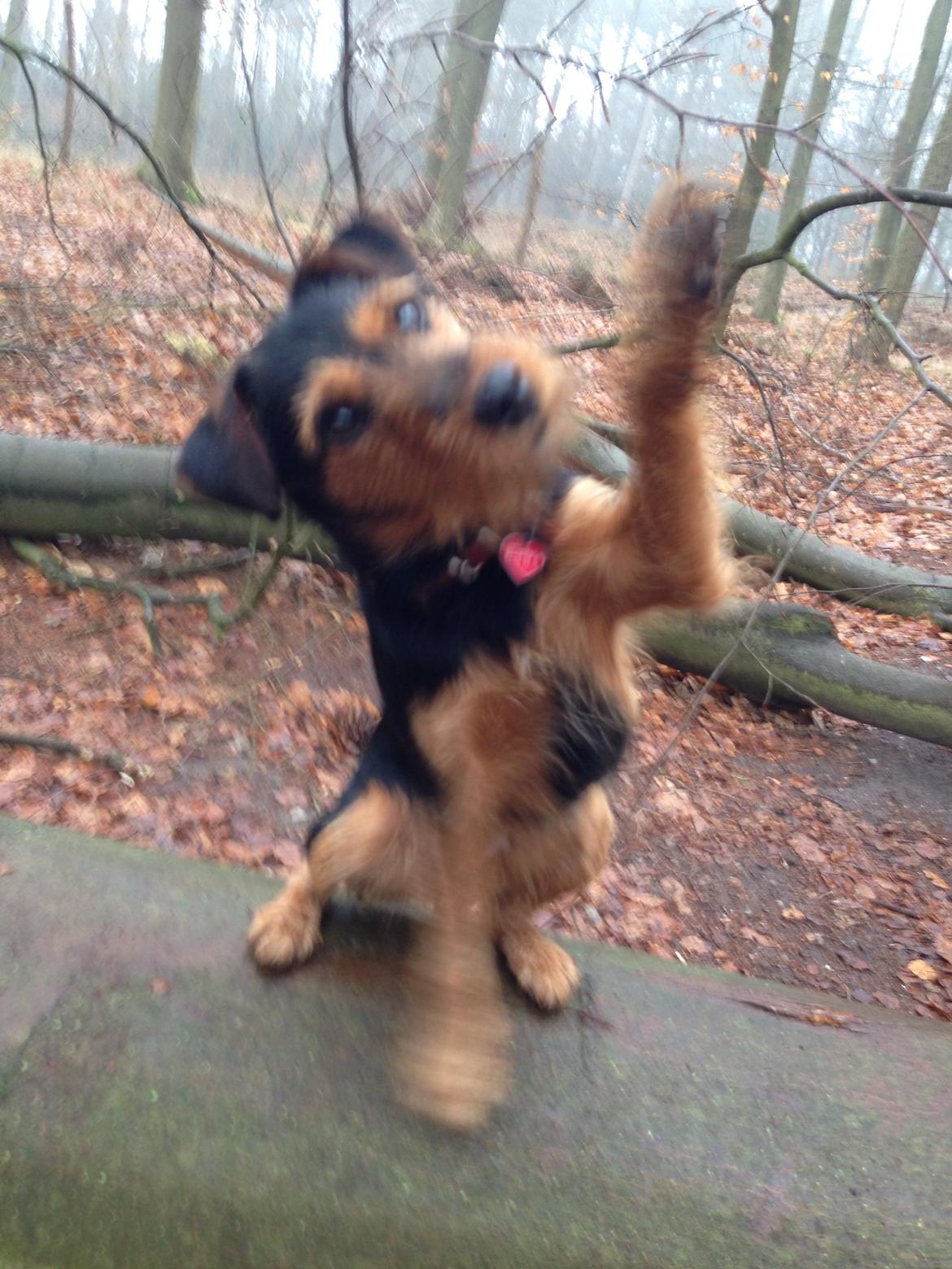 Tysk jagtterrier Emma billede 8