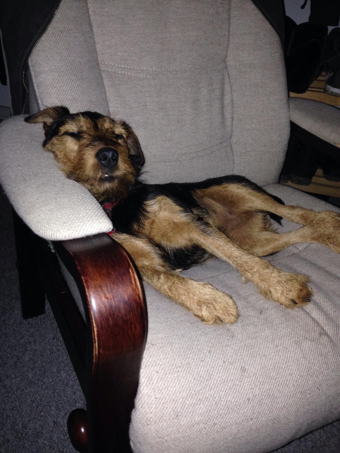 Tysk jagtterrier Emma billede 10