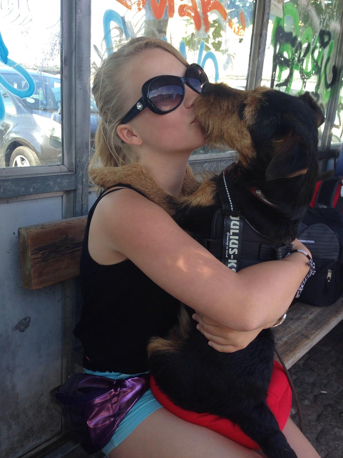 Tysk jagtterrier Emma billede 11