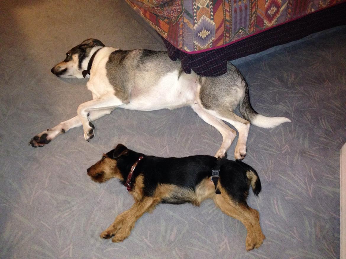 Tysk jagtterrier Emma billede 12