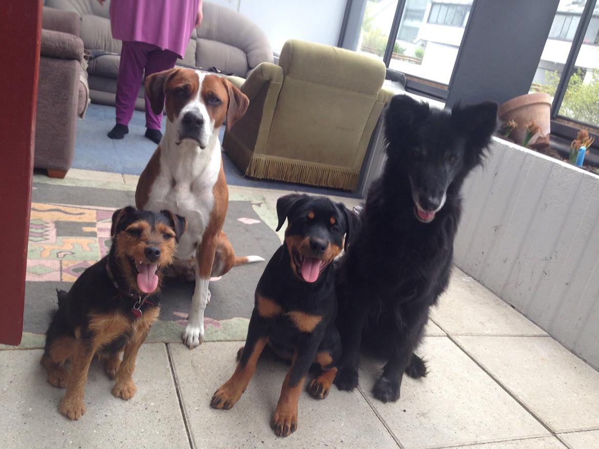 Tysk jagtterrier Emma billede 13