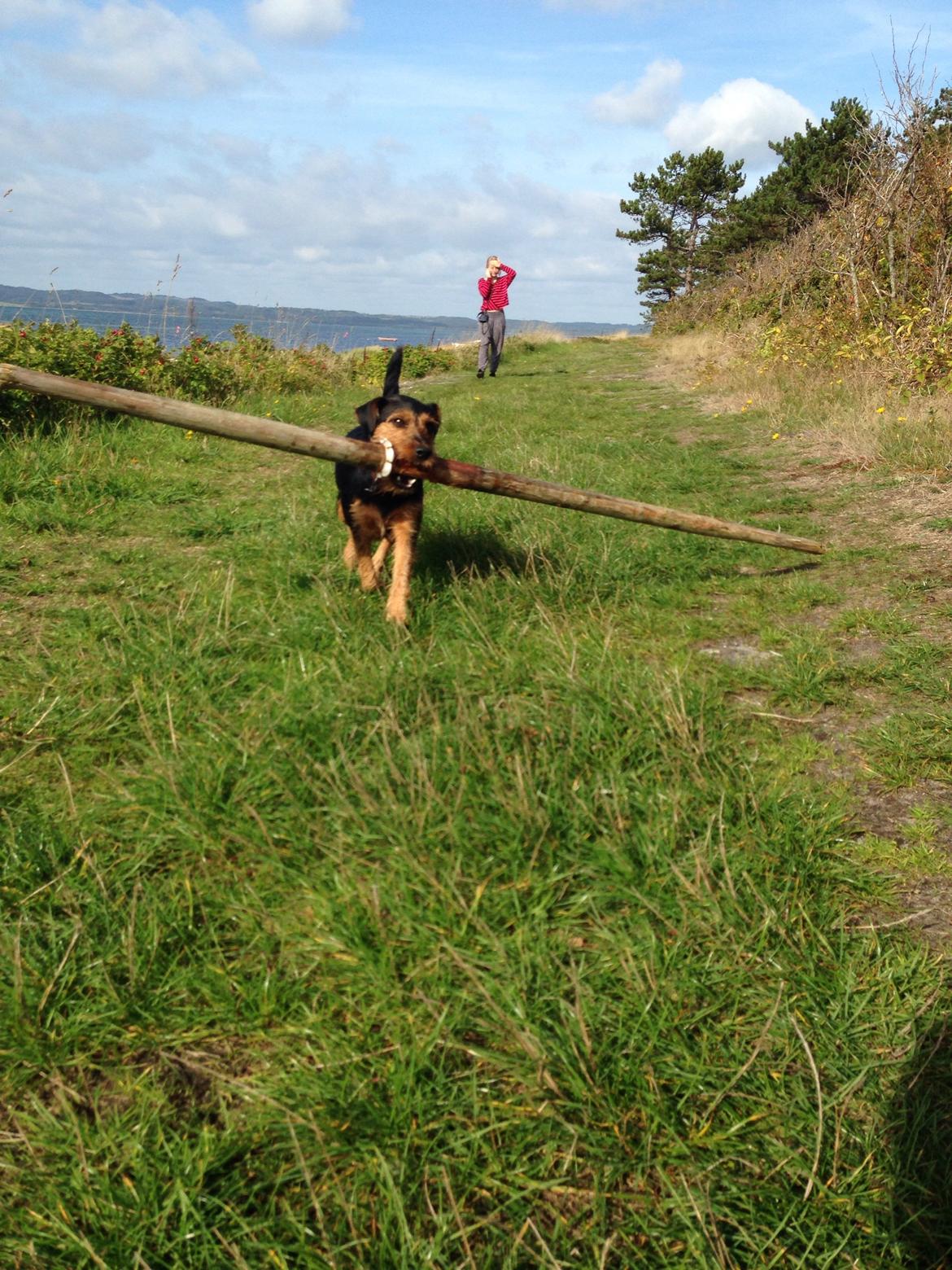 Tysk jagtterrier Emma billede 14