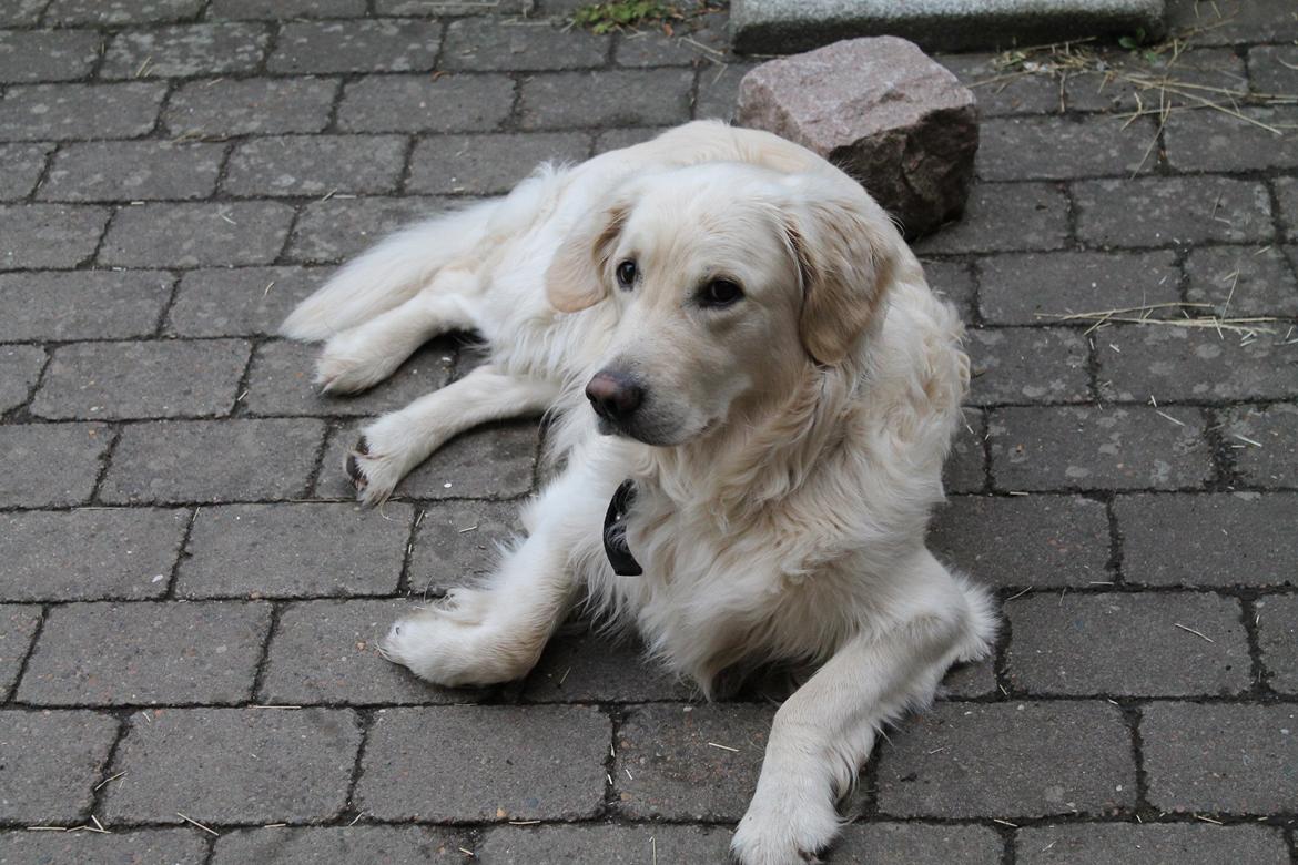 Golden retriever Charlie billede 1
