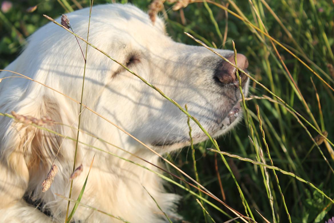 Golden retriever Charlie billede 10
