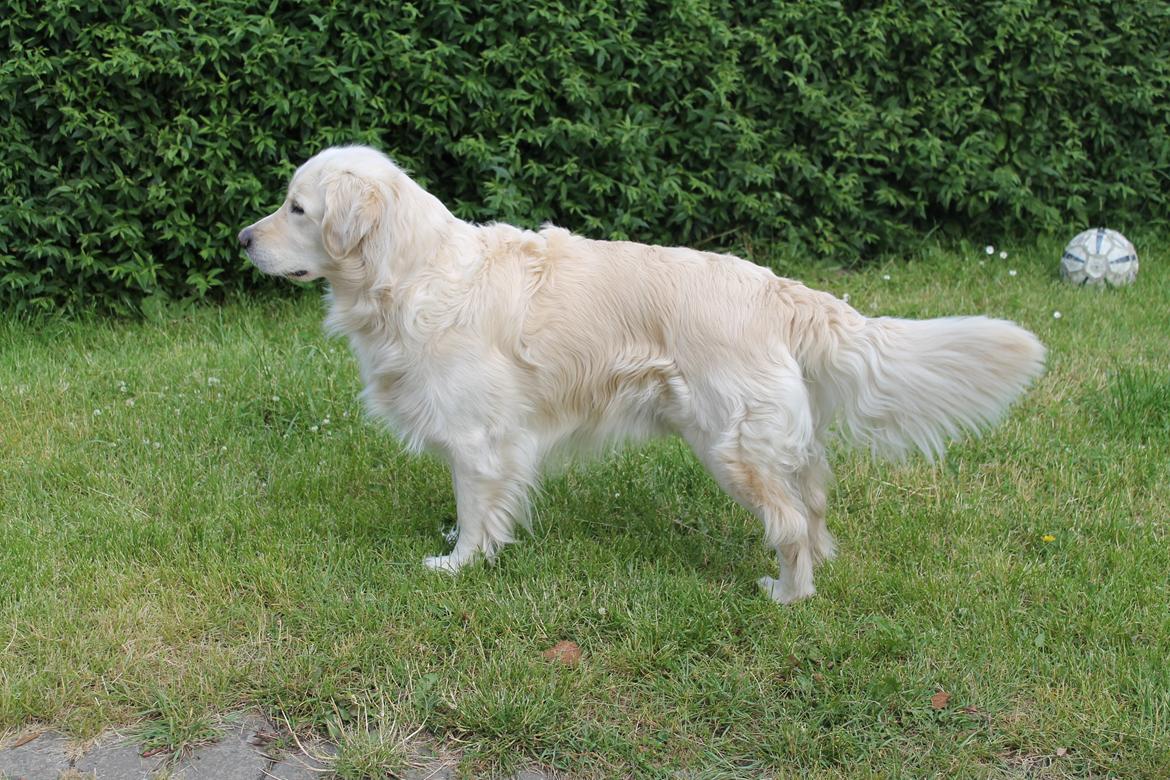 Golden retriever Charlie - Smukke hund<3 billede 3