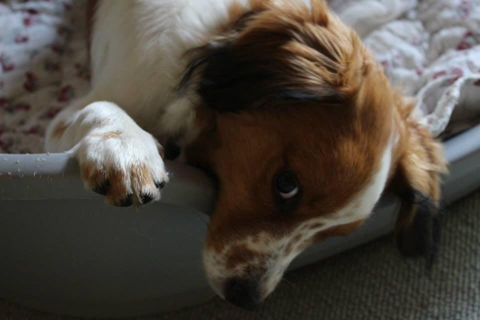 Kooikerhondje Barney billede 15