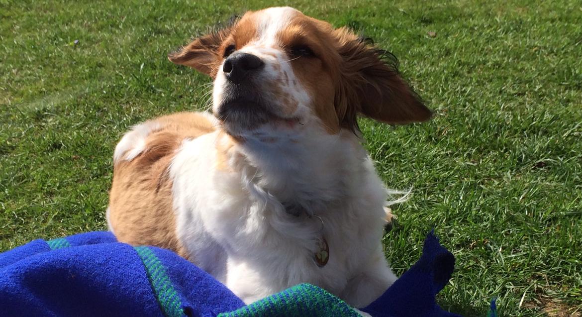 Kooikerhondje Barney billede 16