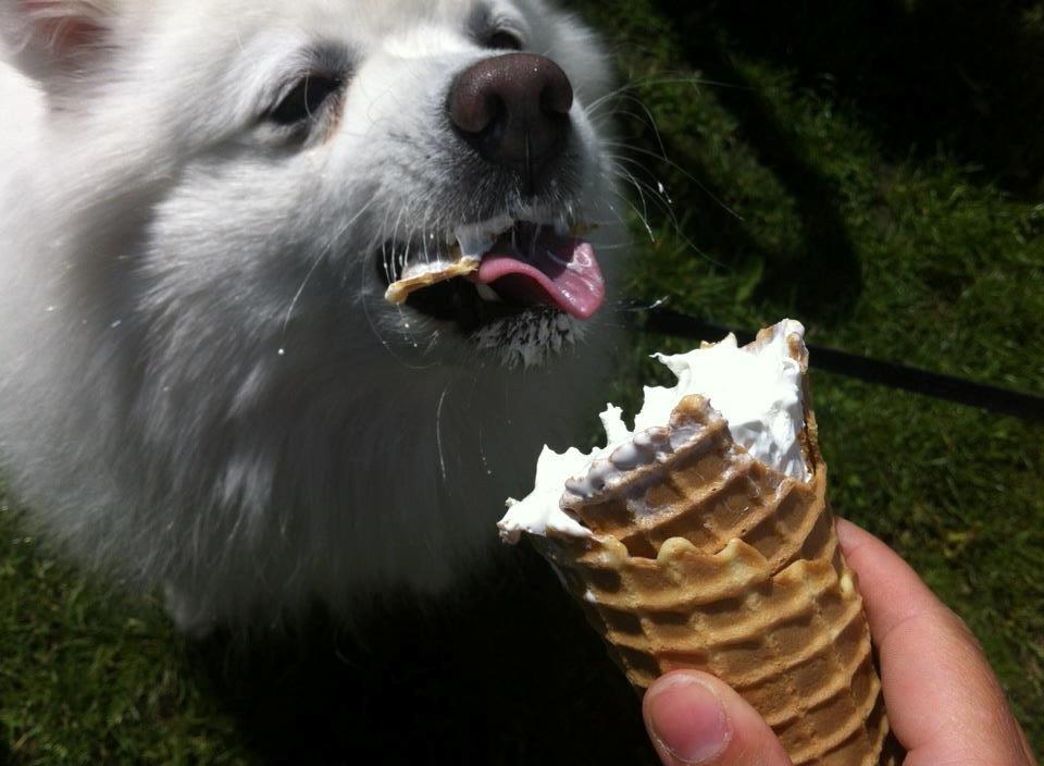 Japansk spids Nikki billede 3