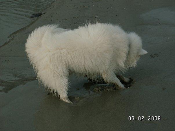 Japansk spids Nikki billede 4